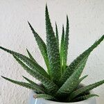 Gasteria carinata Leaf