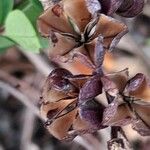 Exochorda × macrantha Fruit