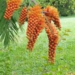 Colvillea racemosa Fruit