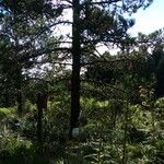 Pinus hartwegii Leaf