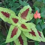 Amaranthus tricolor Foglia