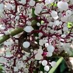 Urera baccifera Fruto