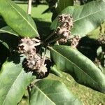 Syncarpia glomulifera Fruit