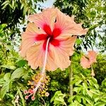 Hibiscus rosa-sinensis Λουλούδι