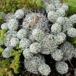 Mammillaria gracilis 樹皮