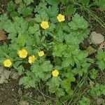 Ranunculus repens Cvet