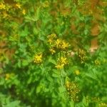 Hypericum punctatum Květ