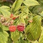 Rubus occidentalis Fruto