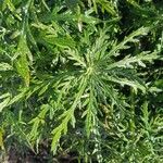 Artemisia biennis Foglia