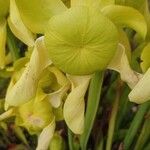Sarracenia flava Fula