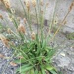 Plantago lanceolataАгульны выгляд