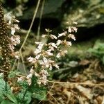 Penstemon canescens Habit