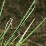 Hainardia cylindrica Habit