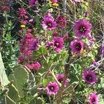 Malva arborea Συνήθη χαρακτηριστικά