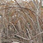 Miscanthus × longiberbis Foglia