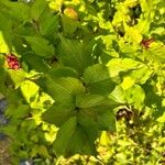 Salvia involucrata برگ