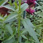 Agastache mexicana Ліст