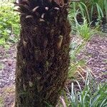 Dicksonia antarctica Bark