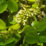 Dalbergia melanoxylon Цвят