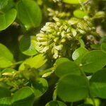 Dalbergia melanoxylon Flower