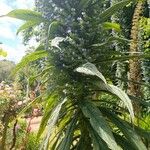 Echium pininana Flower