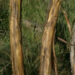 Adenocarpus decorticans Bark