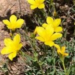 Linum flavum Kukka