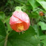 Abutilon striatum Fleur