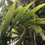 Areca catechu Fuelha