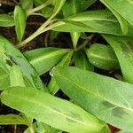 Persicaria amphibia Leaf