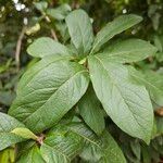 Crataegus germanica Leaf