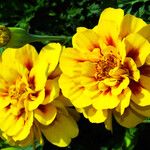 Tagetes erecta Flower