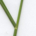 Setaria parviflora Deilen