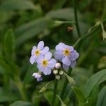 Myosotis nemorosa Flor