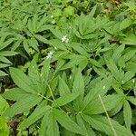 Cardamine heptaphylla പുഷ്പം