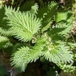 Urtica pilulifera Blatt