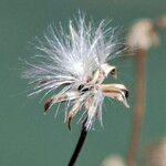 Senecio doriaFruct