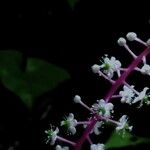 Phytolacca rivinoides Flor