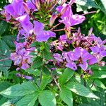 Cleome violacea Habit