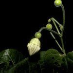 Selysia prunifera Flor