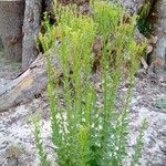 Chromolaena hirsuta Hábito