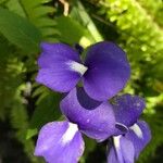 Otacanthus caeruleus Flower
