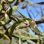 Acacia heterophylla Фрукт