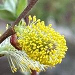 Salix myrsinifoliaFlower