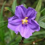 Solanum nudum Flower