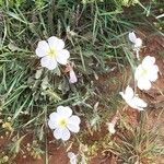 Oenothera albicaulis Floro