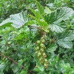Ribes magellanicum Otro