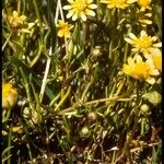 Blennosperma bakeri Λουλούδι