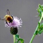 Cirsium arvense Blüte