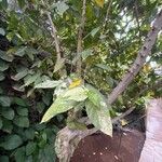 Ficus aspera Foglia